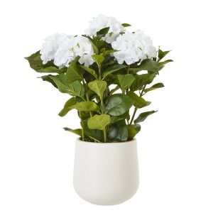 Medium White Hydrangea Plant In Pot | Bed Sava