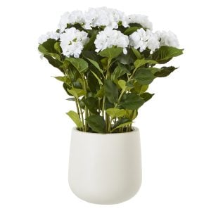 Large White Hydrangea Plant In Pot | Bed Sava