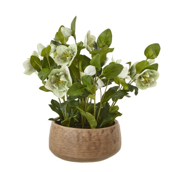 Green Hellebore Plant In Taupe Pot | Bed Sava