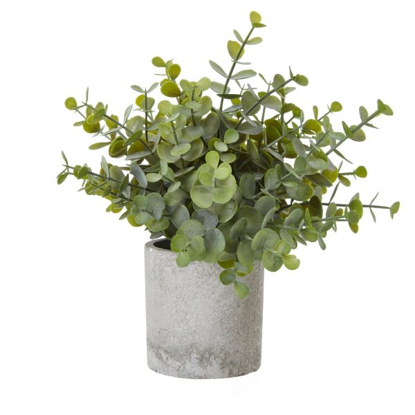 Small Button Eucalyptus Plant In Grey Pot | Bed Sava
