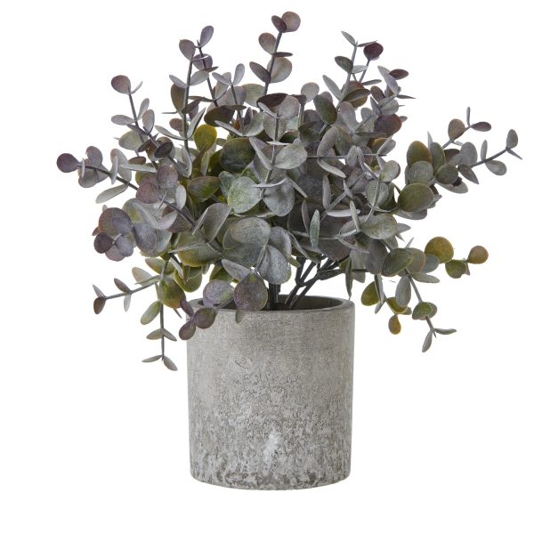 Small Eucalyptus Cinerea Plant In Grey Pot | Bed Sava