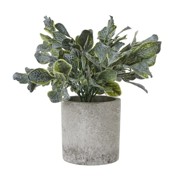 Small Giana Eucalyptus Plant In Grey Pot | Bed Sava
