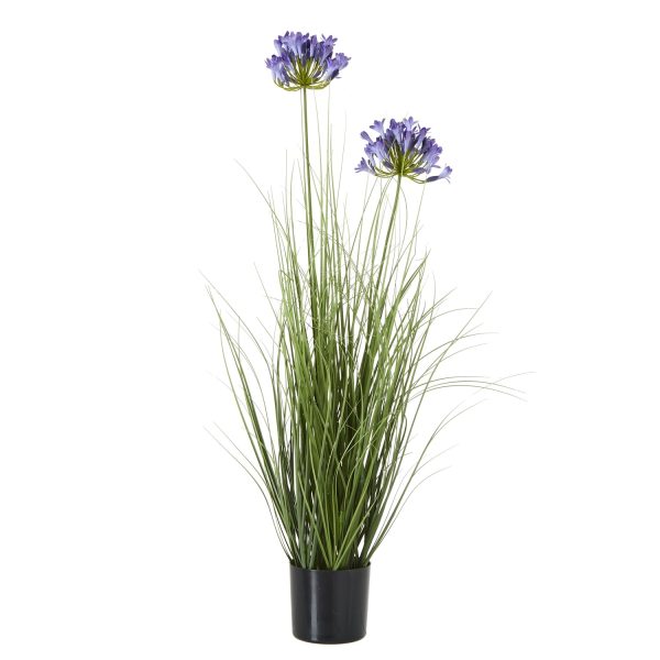 Blue Agapanthus Plant In Pot | Bed Sava