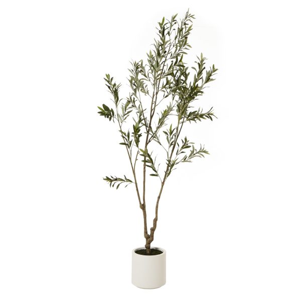 Apulia Olive Tree In White Pot 210Cm | Bed Sava