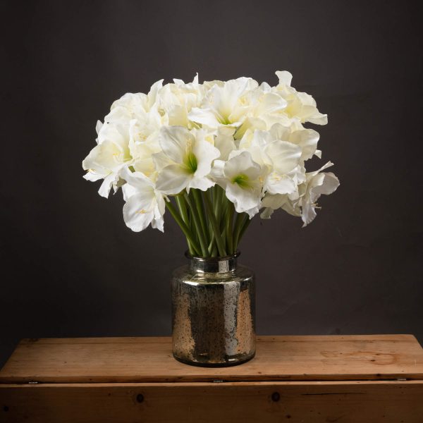 Classic White Amaryllis Flower | Bed Sava