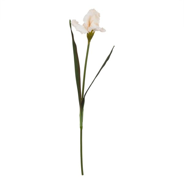 The Natural Garden Collection Pale Apricot Fringed Iris | Bed Sava