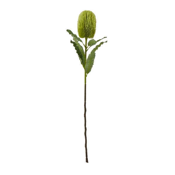 Large Green Banksia Serrata Stem | Bed Sava