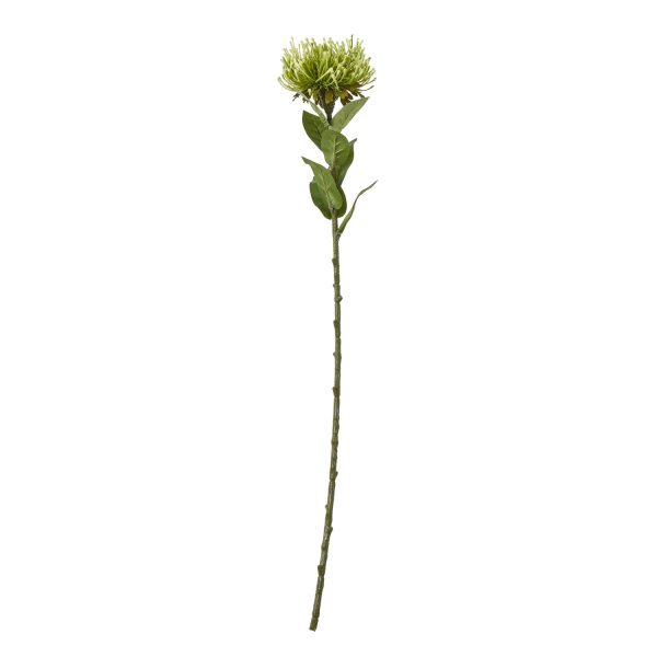 Green Protea Lorea Stem | Bed Sava