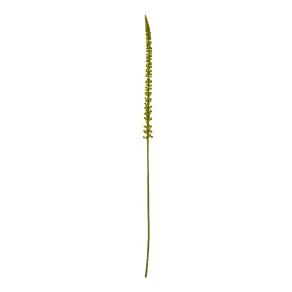 Green Eremurus Stem | Bed Sava