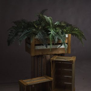 Fern Bunch | Bed Sava