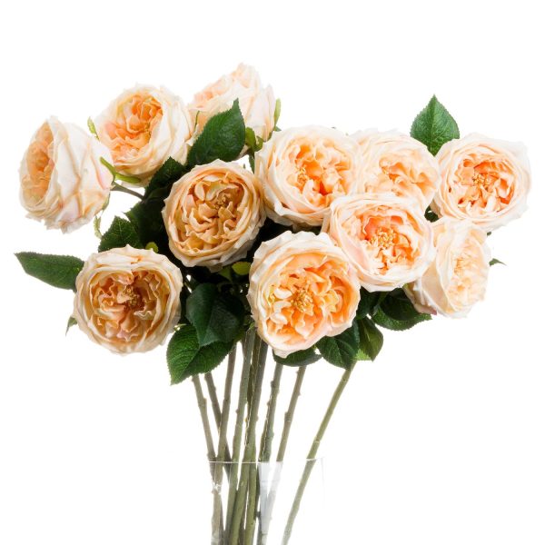 Butter Portland Rose | Bed Sava