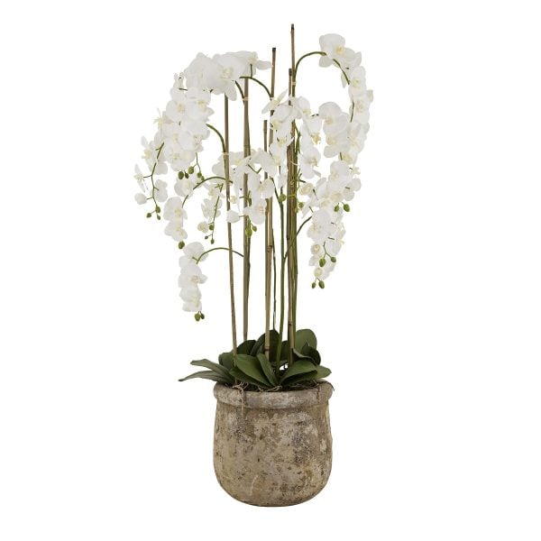 Large White Orchid In Antique Stone Pot | Bed Sava