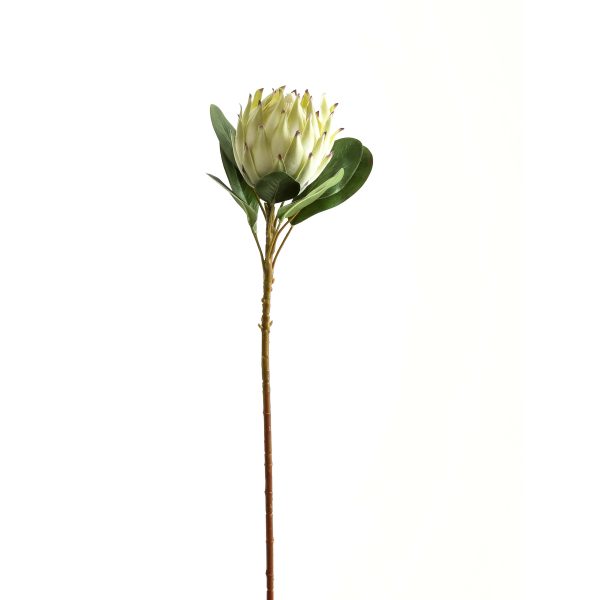 Large White Protea | Bed Sava