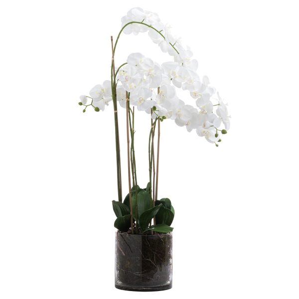 Large White Tall Orchid In Glass Pot | Bed Sava