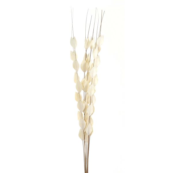 Bouquet Of Dried Thlaspi Arvense | Bed Sava