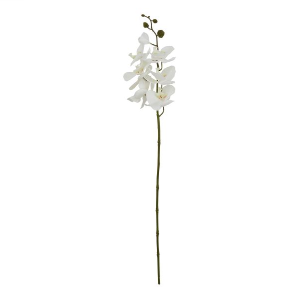 Large White Butterfly Orchid Stem | Bed Sava
