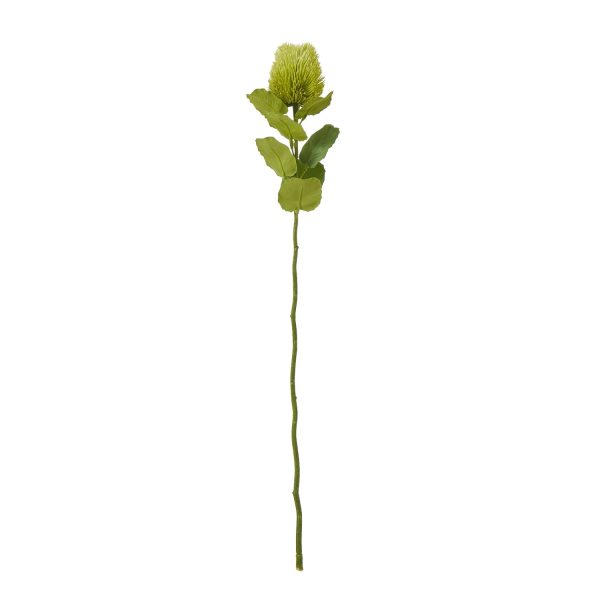 Green Banksia Stem | Bed Sava