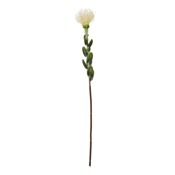 Cream Pincushion Protea Spray | Bed Sava