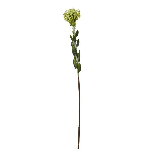 Green Pincushion Protea Spray | Bed Sava