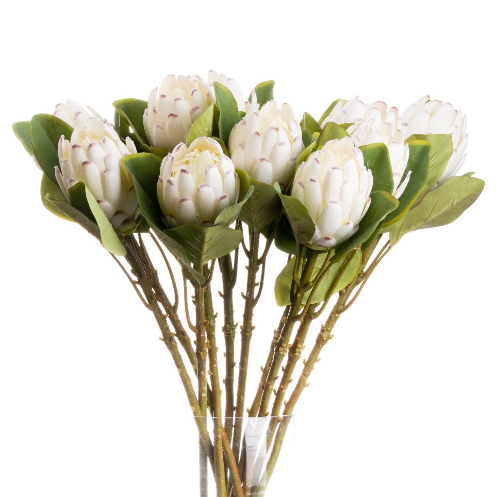 Closed White Protea | Bed Sava