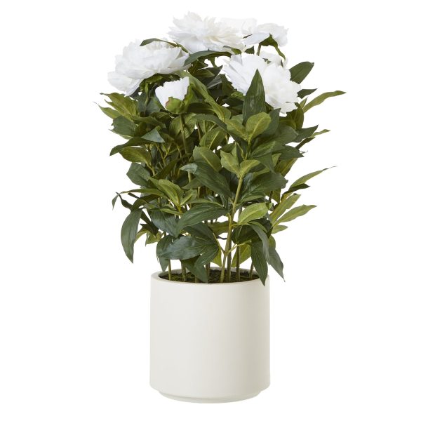 Large White Peony Plant In Pot | Bed Sava