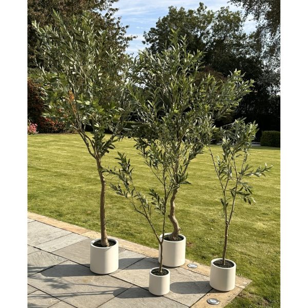 Apulia Olive Tree In White Pot | Bed Sava