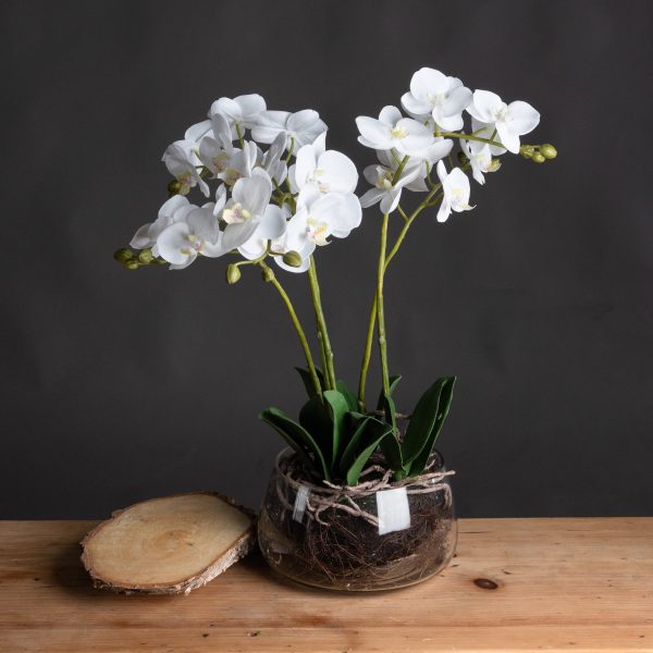 White Orchid In Glass Pot | Bed Sava