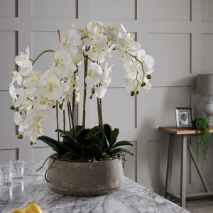 Large White Orchid In Stone Pot | Bed Sava